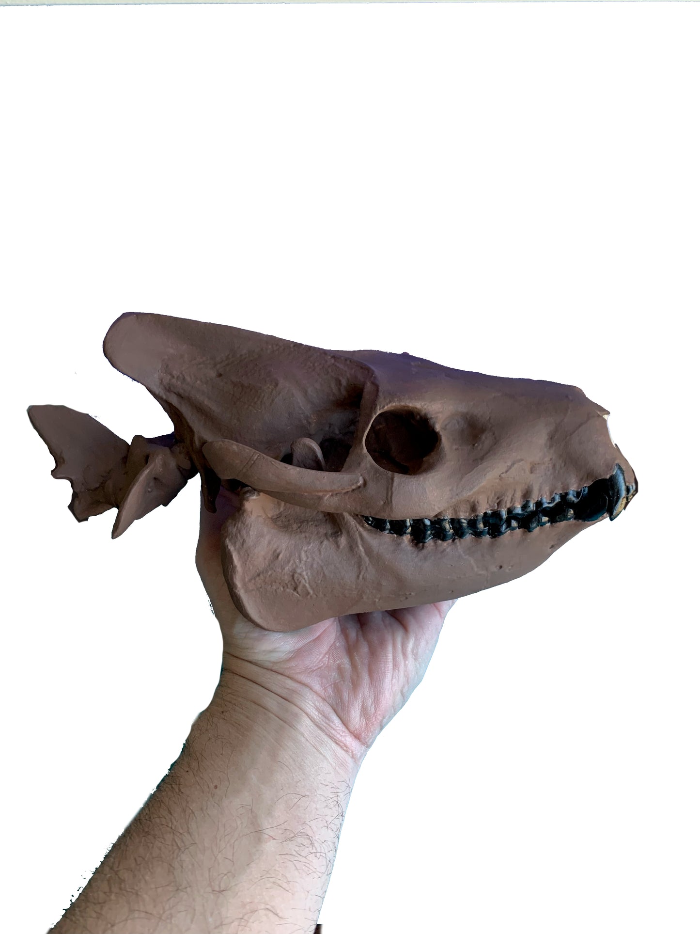 Merycoidodon culbertsoni, oreodont skull
