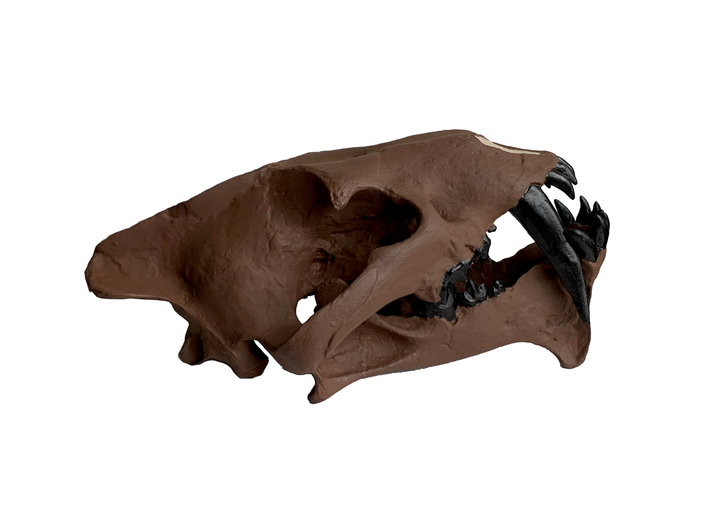 Hoplophoneus primaevus skull false saber cat