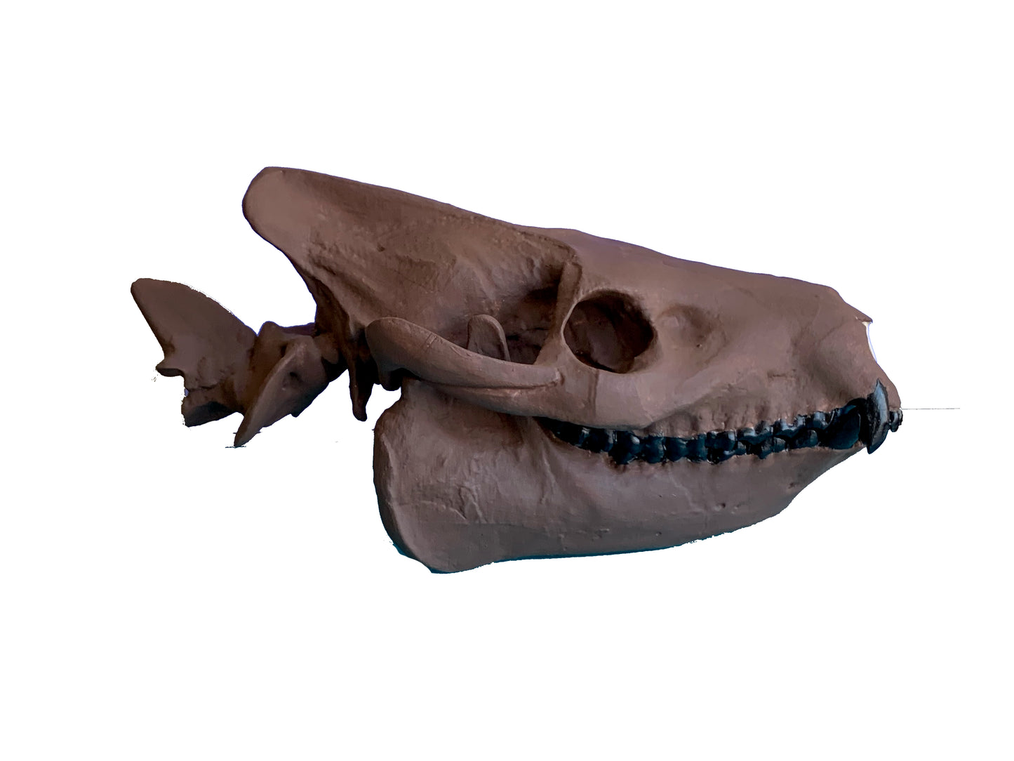 Merycoidodon culbertsoni, oreodont skull