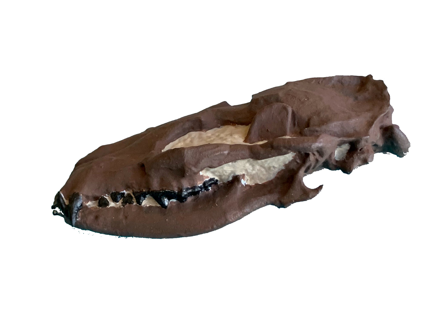 Hesperocyon fossil dog skull