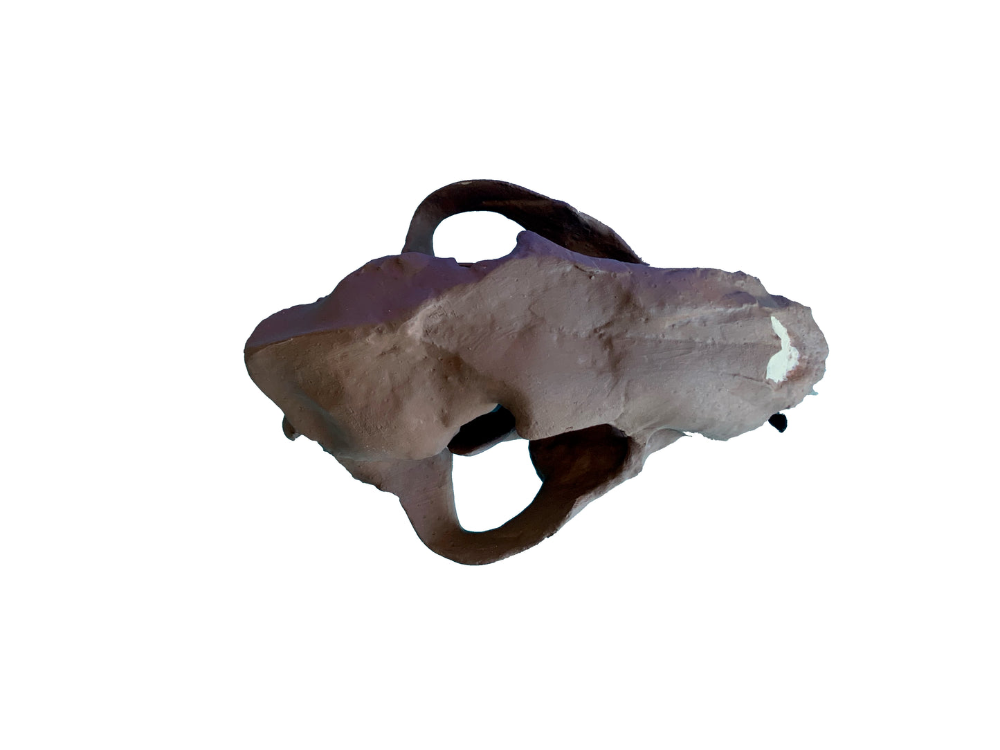 Juvenile Dinictis Felina skull false saber cat