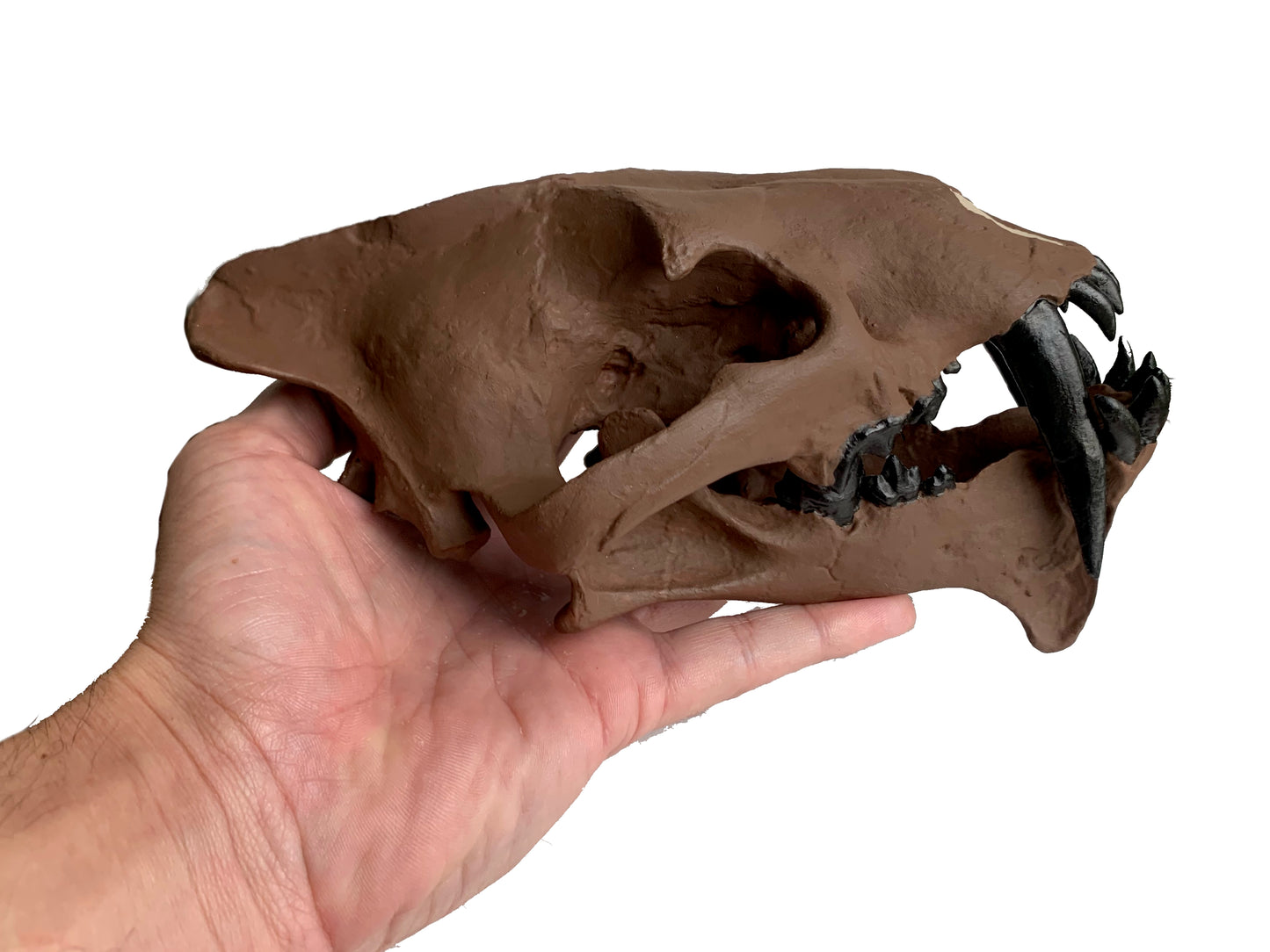 Hoplophoneus primaevus skull false saber cat