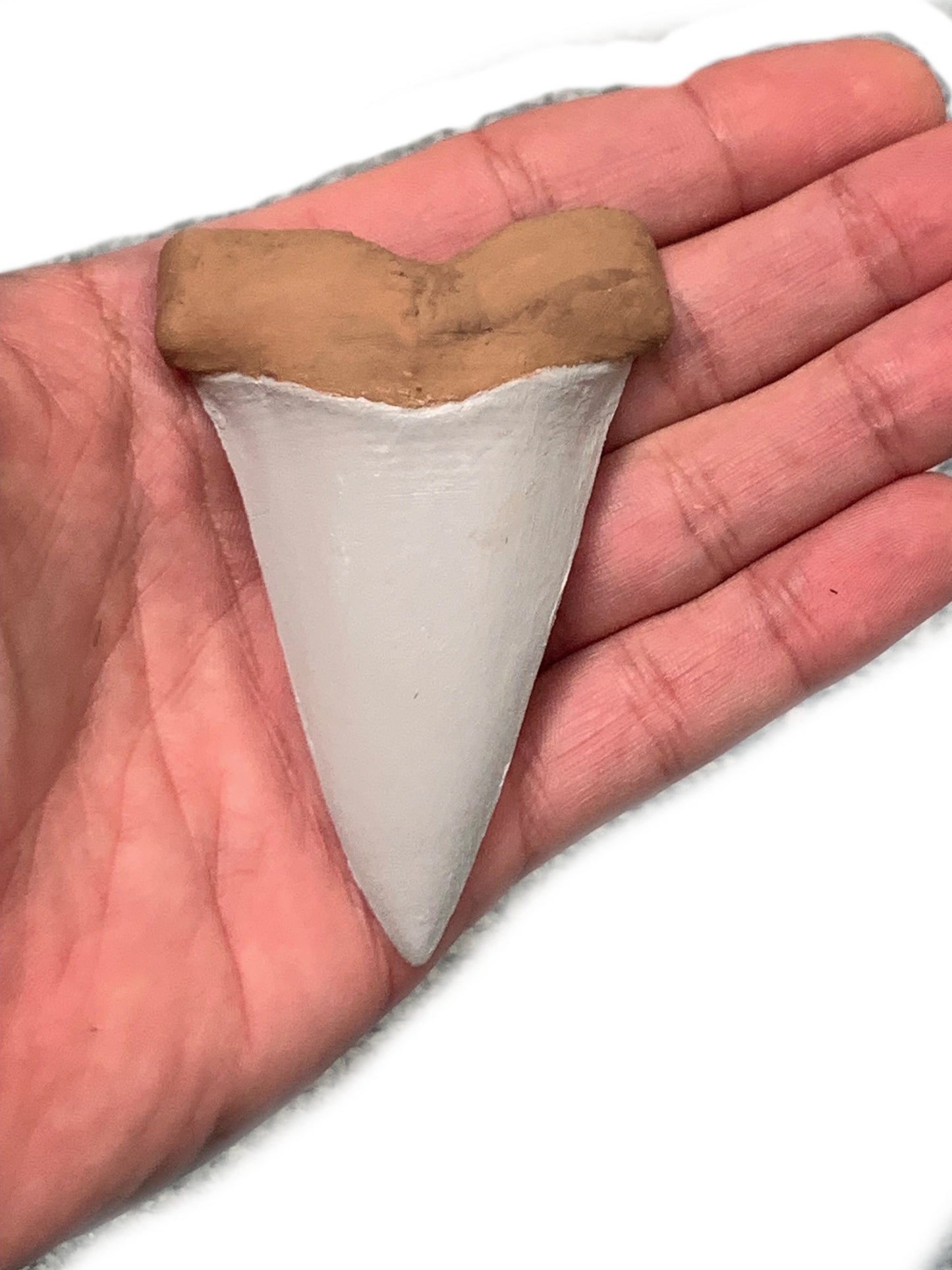 Over 3" Carcharodon hastalis