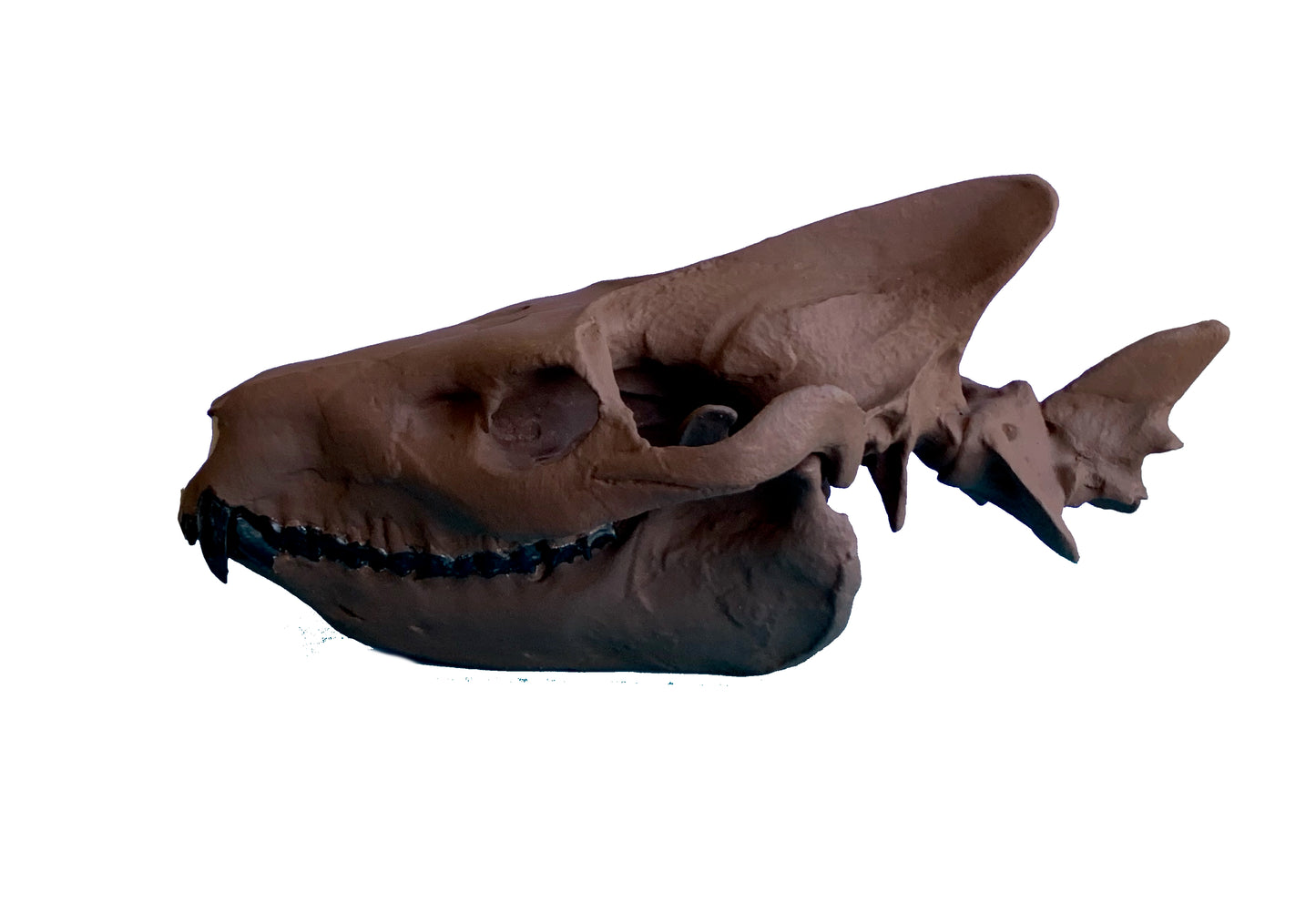 Merycoidodon culbertsoni, oreodont skull