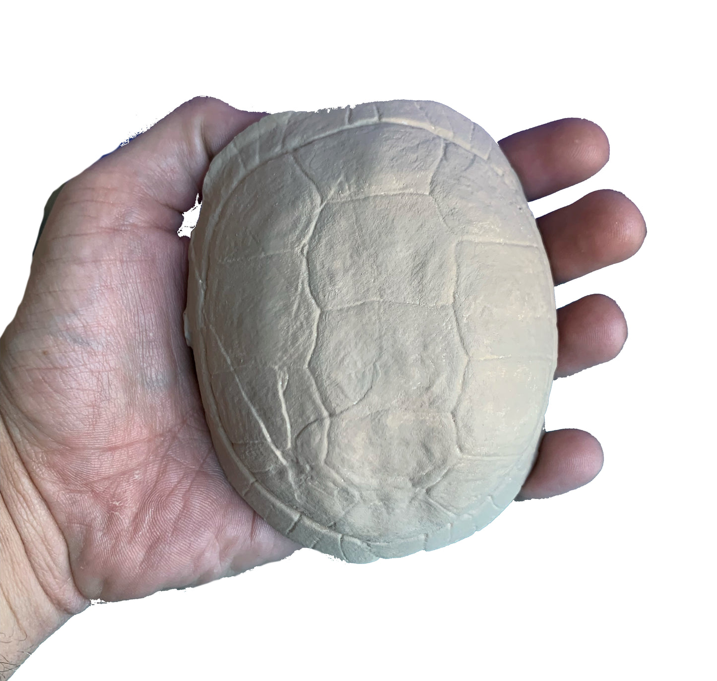 Stylemys Tortoise