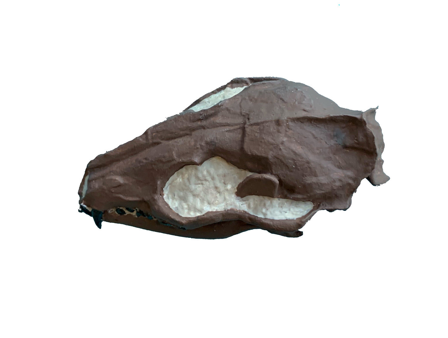 Hesperocyon fossil dog skull