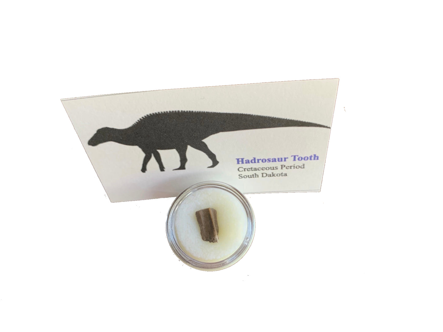 Edmontosaurus Dinosaur Tooth, Hell Creek Formation SD, Hadrosaur, Duck-billed (Copy)