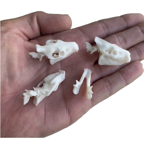 Merycoidodon culbertsoni, oreodont skull