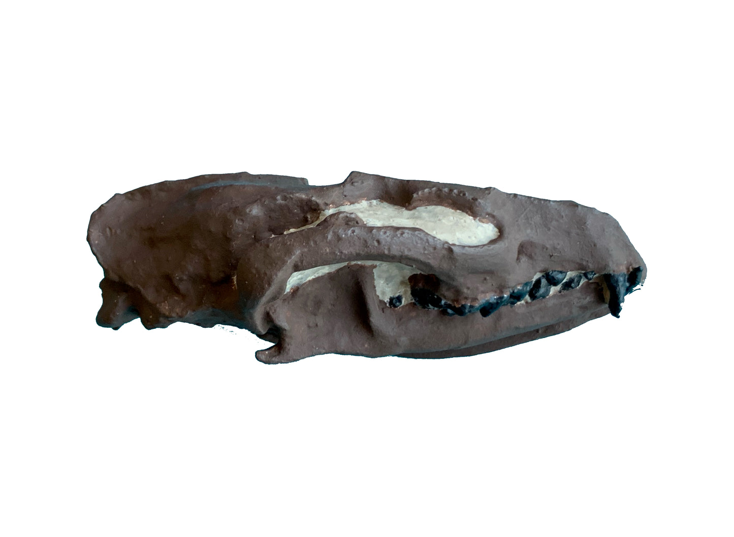 Hesperocyon fossil dog skull