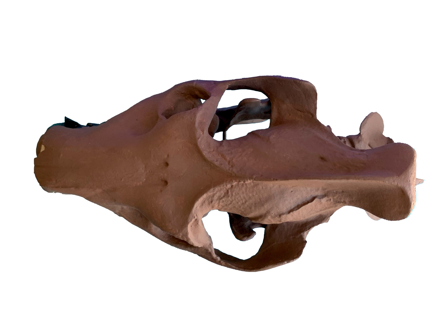 Merycoidodon culbertsoni, oreodont skull