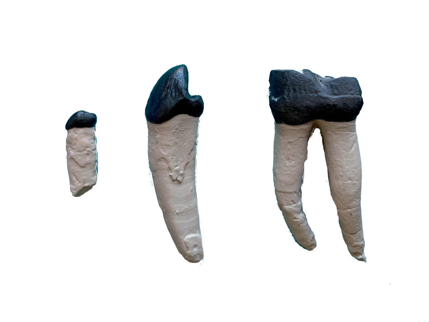 Set of titanothere teeth, canine incisor and molar