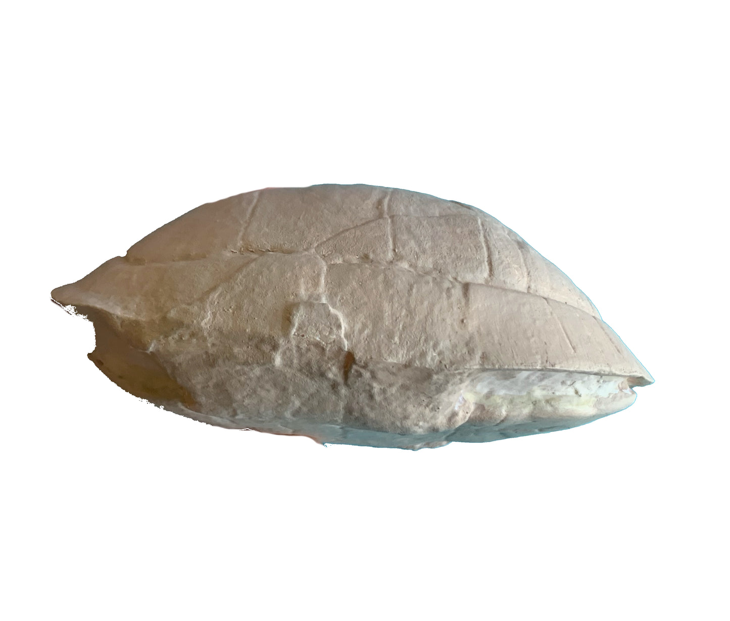 Stylemys Tortoise