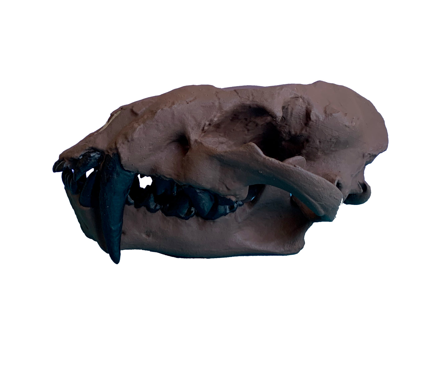 Juvenile Dinictis Felina skull false saber cat