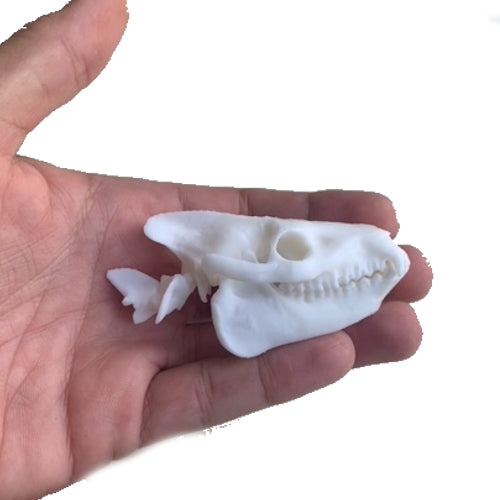 Merycoidodon culbertsoni, oreodont skull