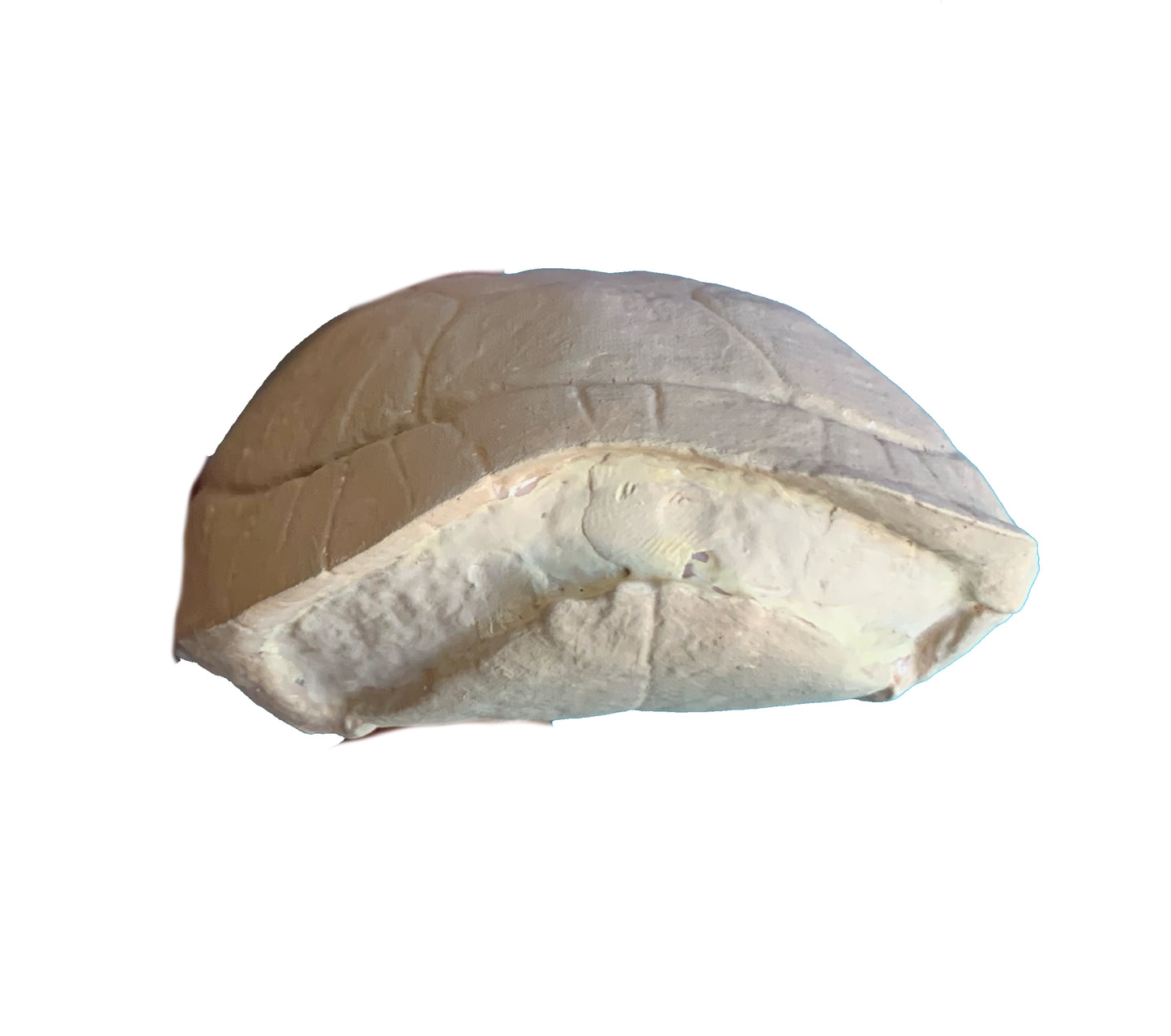 Stylemys Tortoise
