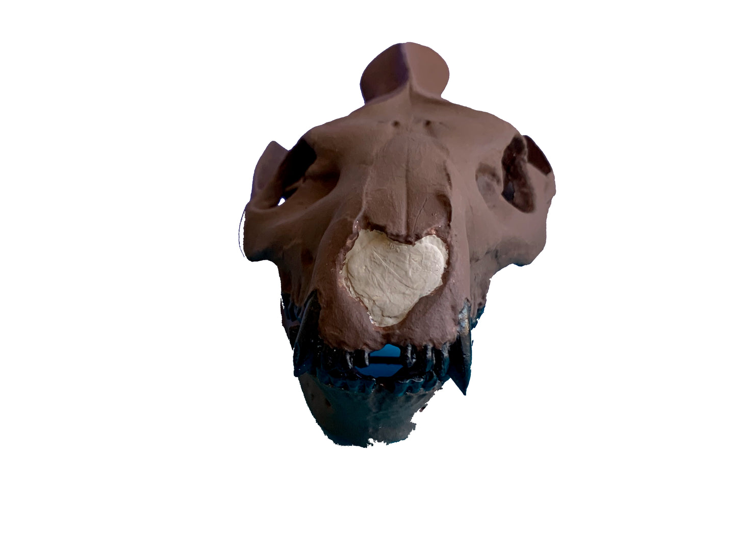 Merycoidodon culbertsoni, oreodont skull