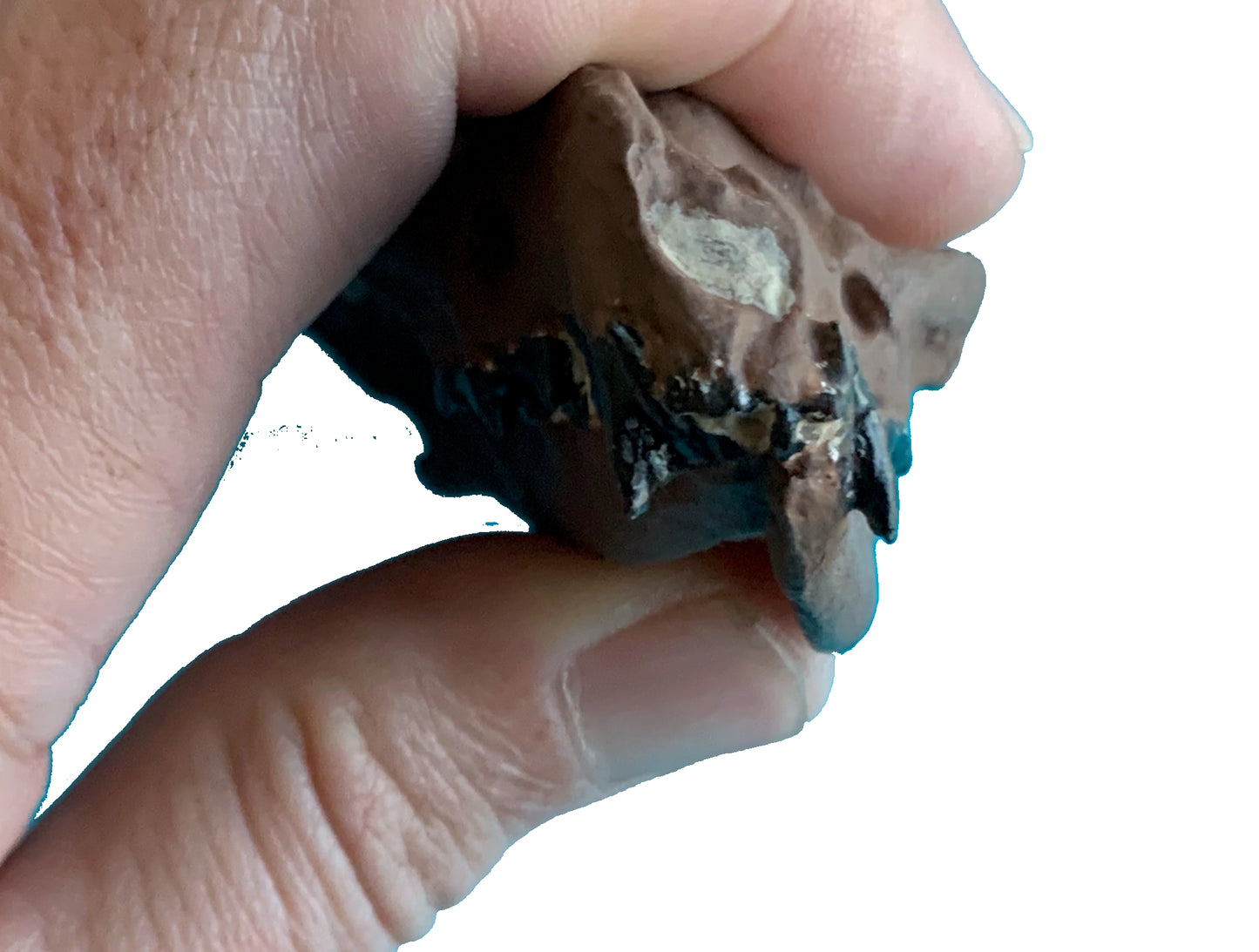 Hesperocyon fossil dog skull