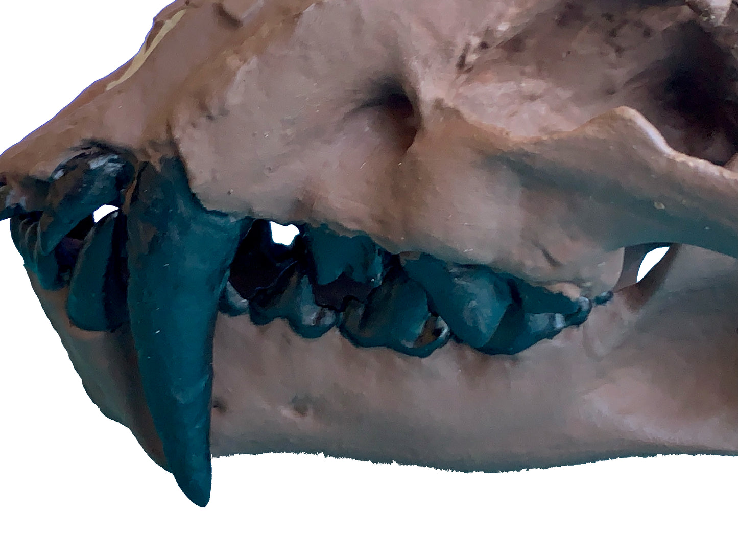 Juvenile Dinictis Felina skull false saber cat