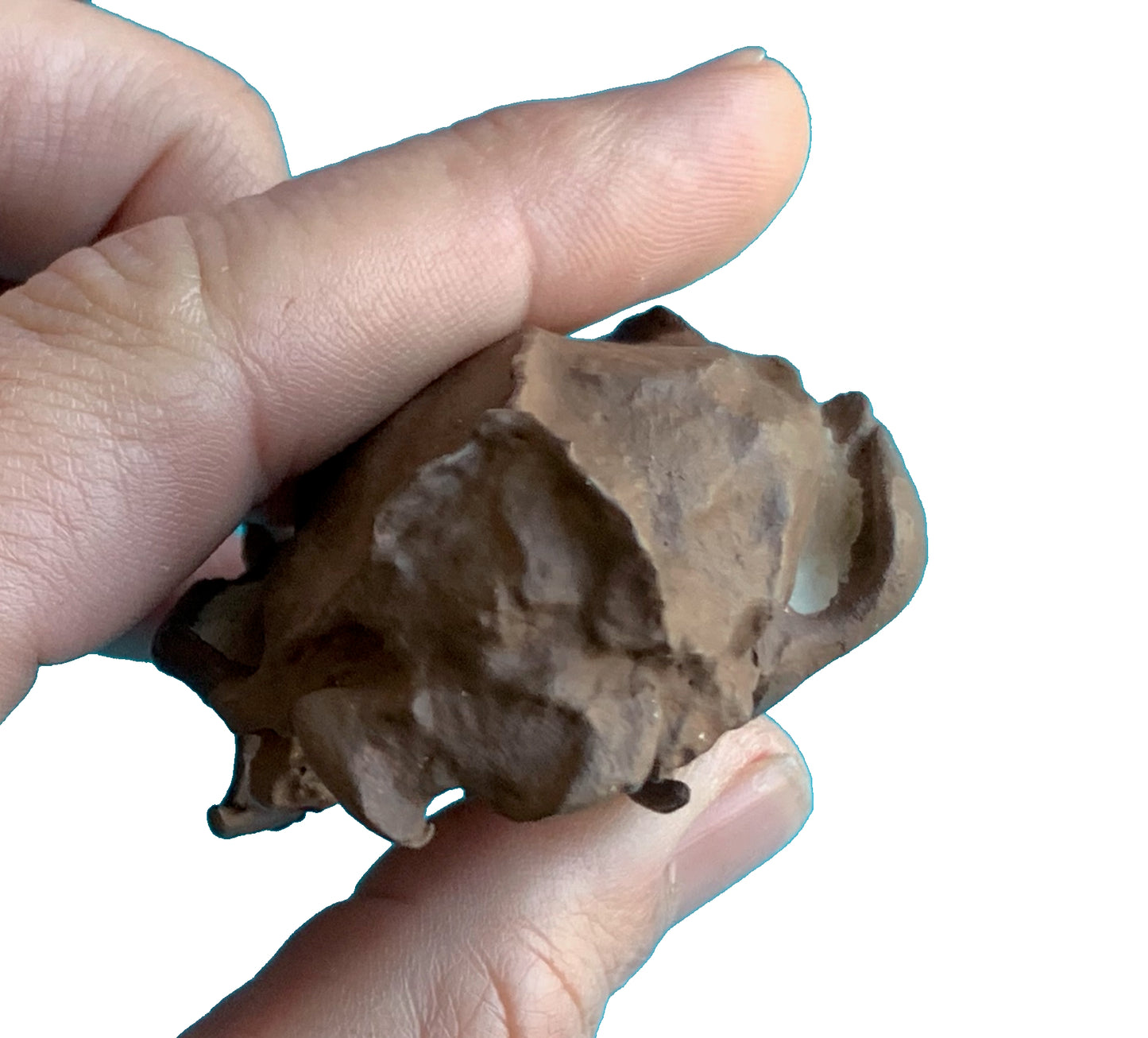 Hesperocyon fossil dog skull
