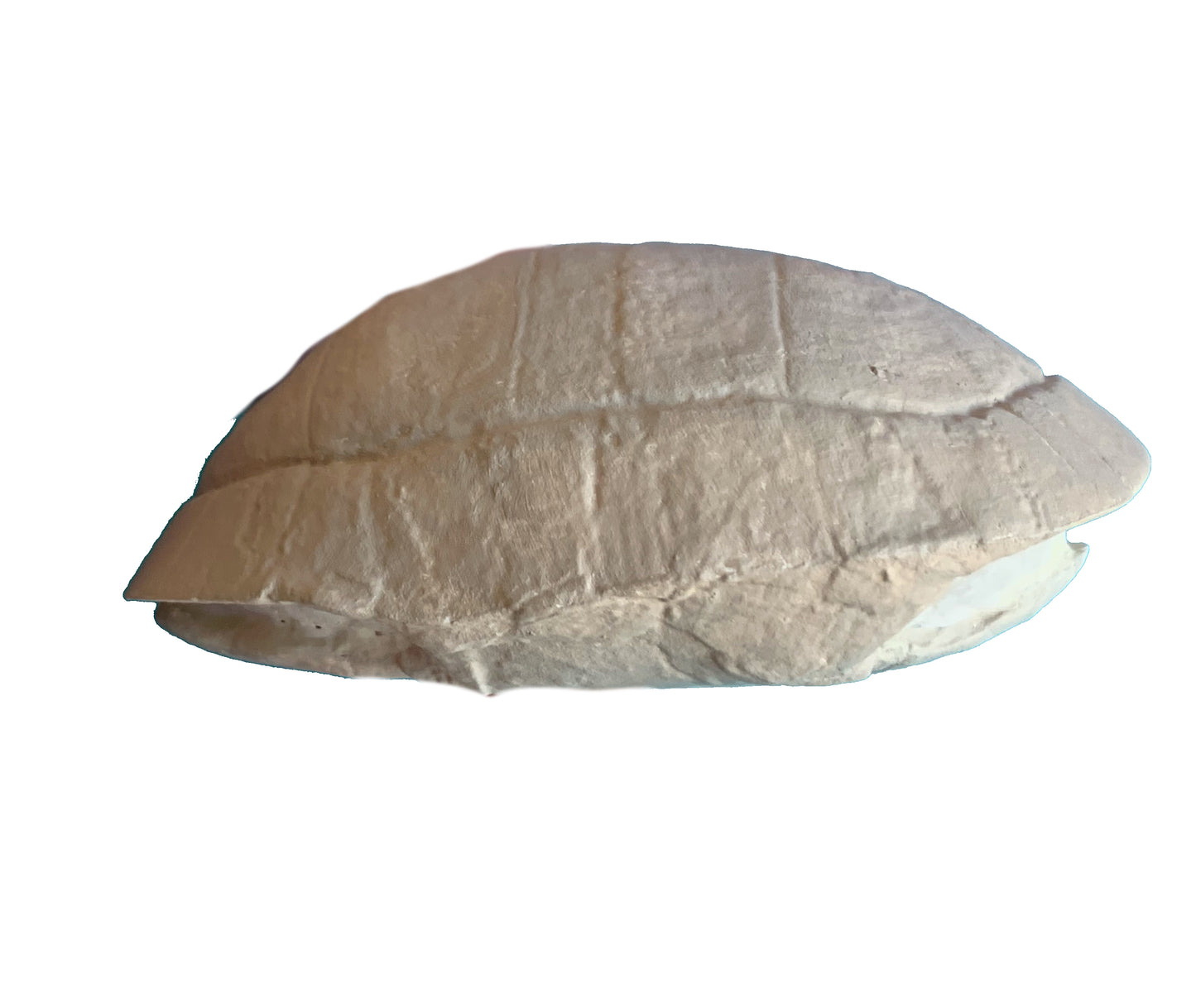 Stylemys Tortoise