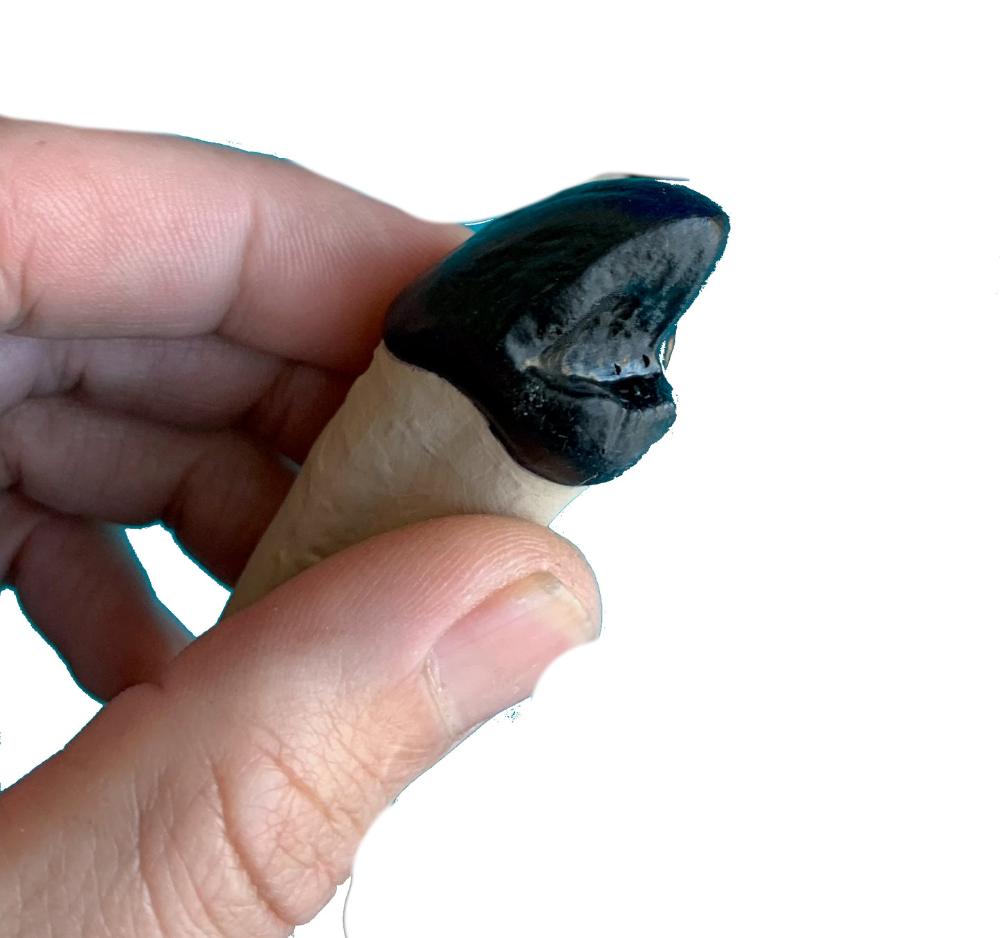 Set of titanothere teeth, canine incisor and molar