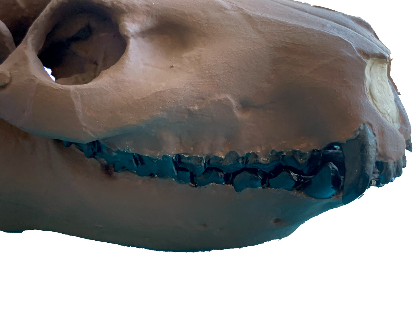 Merycoidodon culbertsoni, oreodont skull