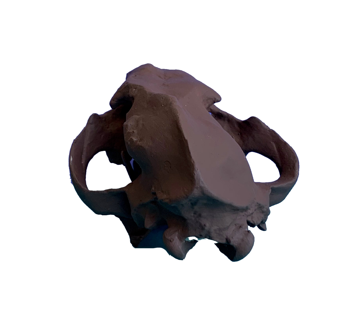 Juvenile Dinictis Felina skull false saber cat