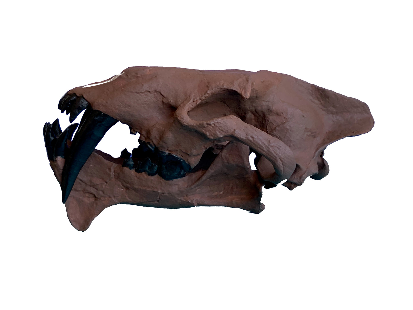 Hoplophoneus primaevus skull false saber cat