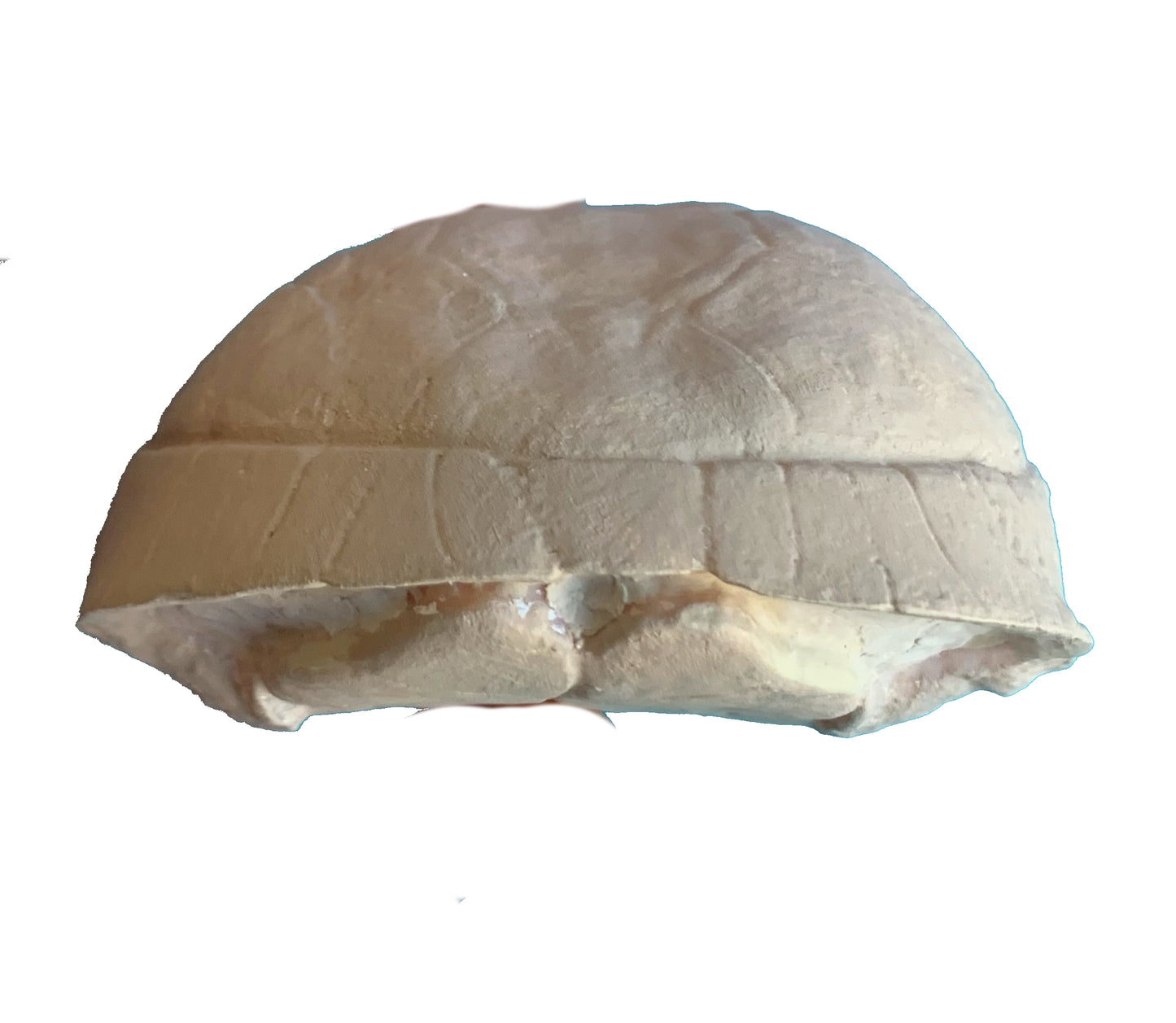 Stylemys Tortoise
