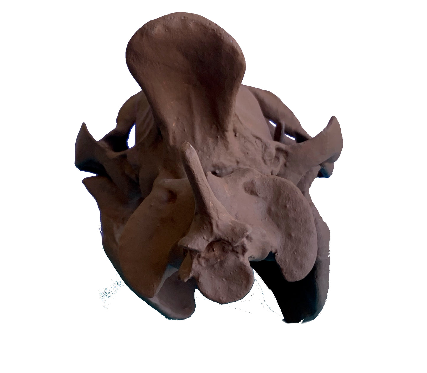 Merycoidodon culbertsoni, oreodont skull