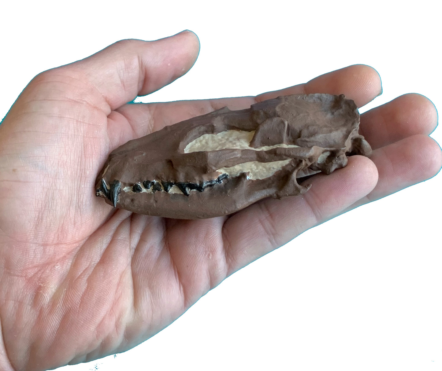 Hesperocyon fossil dog skull