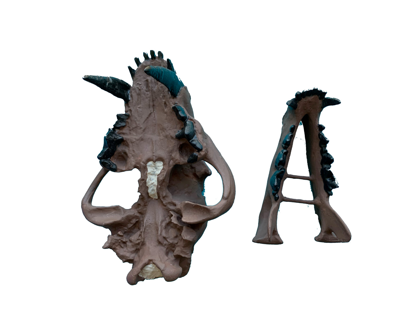 Juvenile Dinictis Felina skull false saber cat