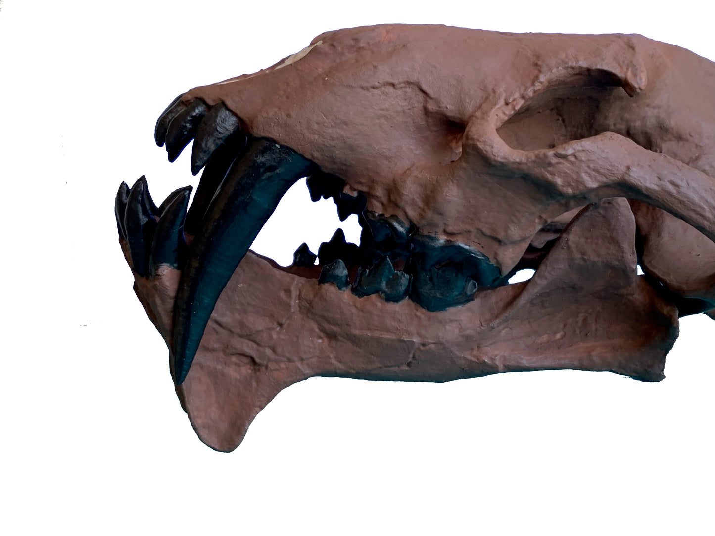 Hoplophoneus primaevus skull false saber cat