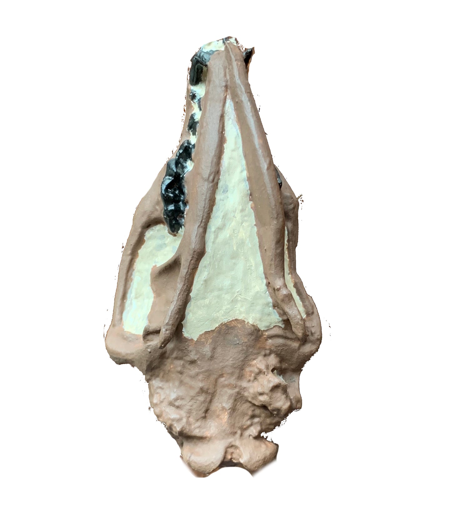 Hesperocyon fossil dog skull