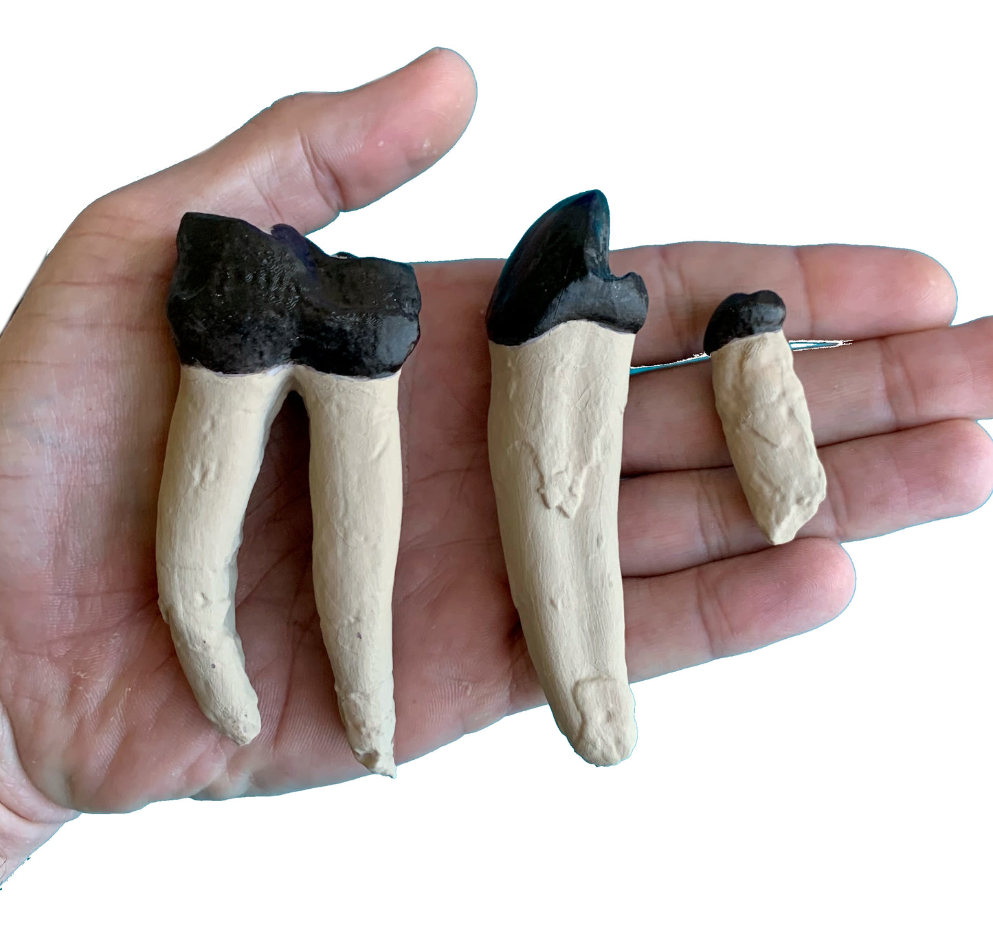 Set of titanothere teeth, canine incisor and molar
