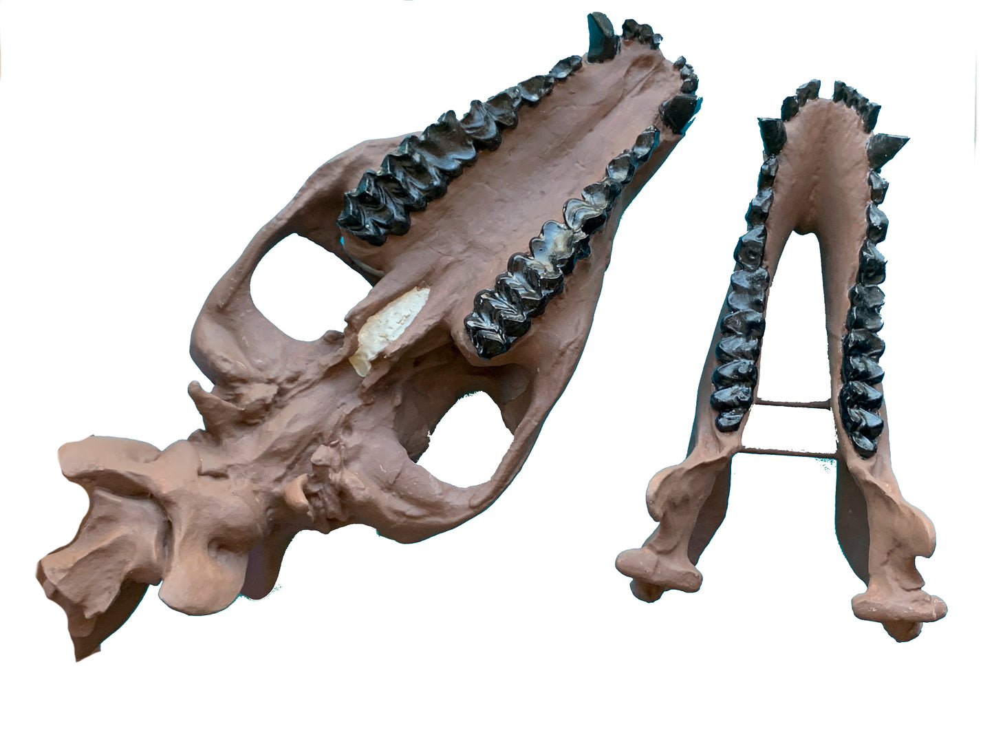 Merycoidodon culbertsoni, oreodont skull
