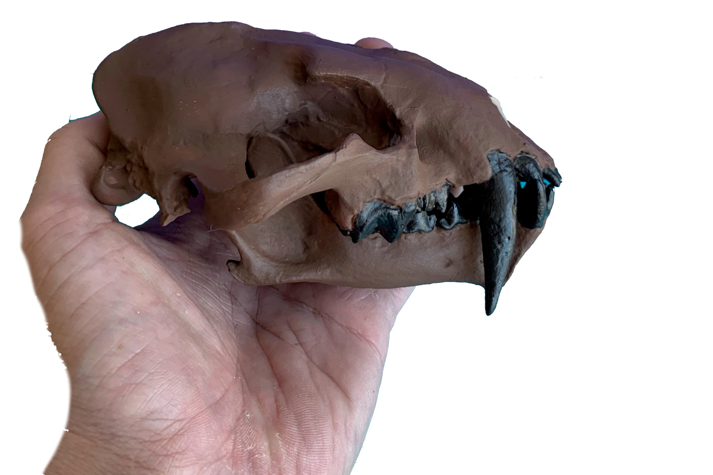 Juvenile Dinictis Felina skull false saber cat