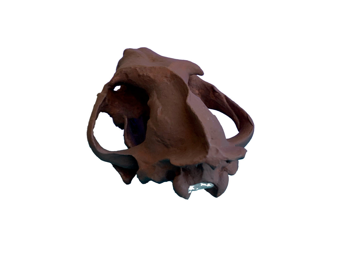 Hoplophoneus primaevus skull false saber cat