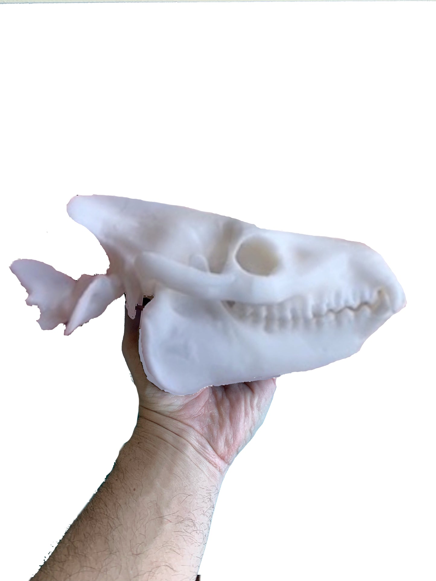Merycoidodon culbertsoni, oreodont skull