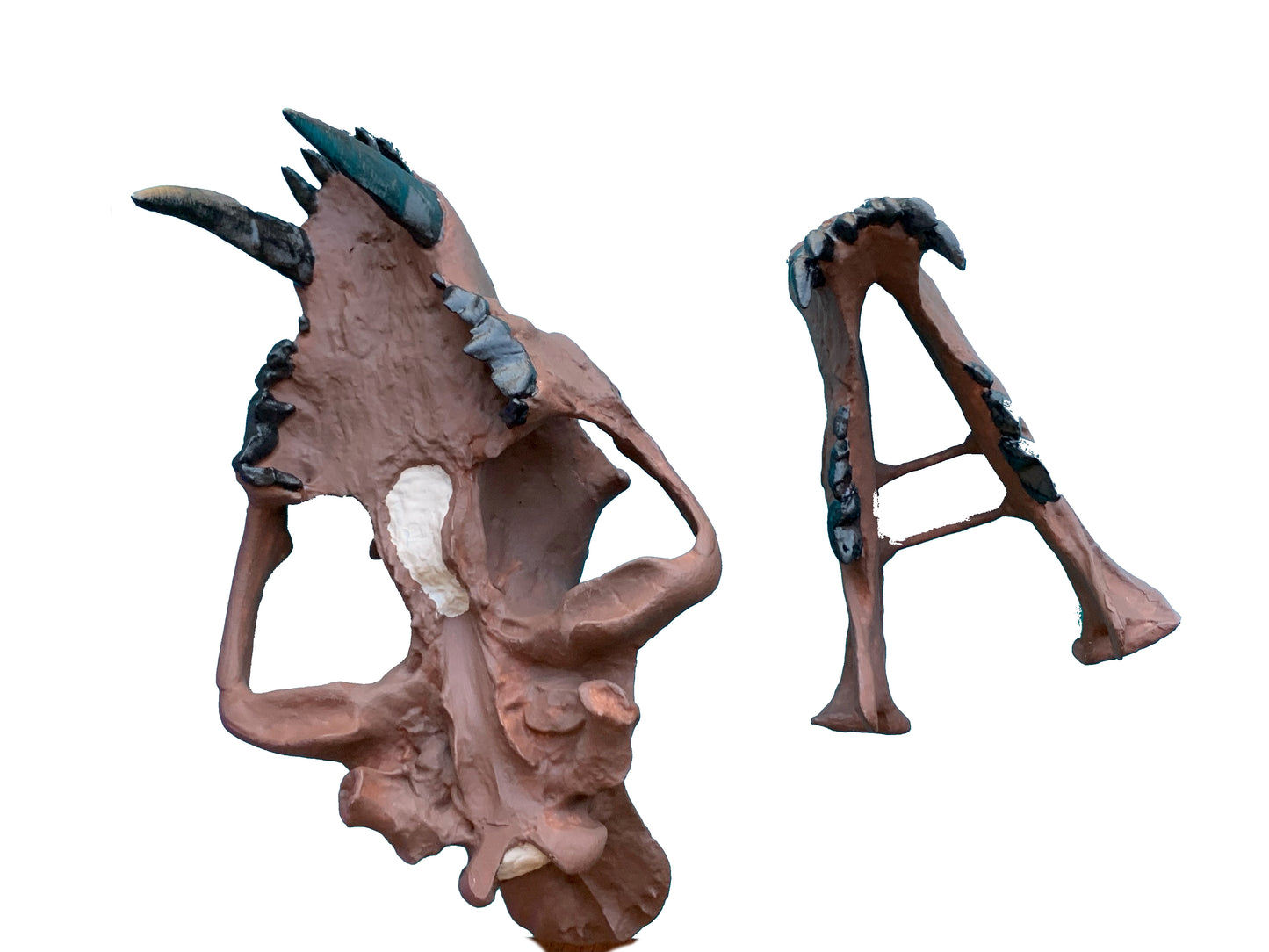 Hoplophoneus primaevus skull false saber cat