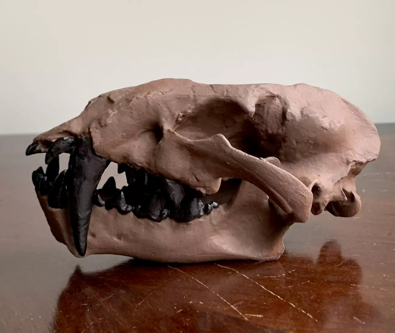 Juvenile Dinictis Felina skull false saber cat