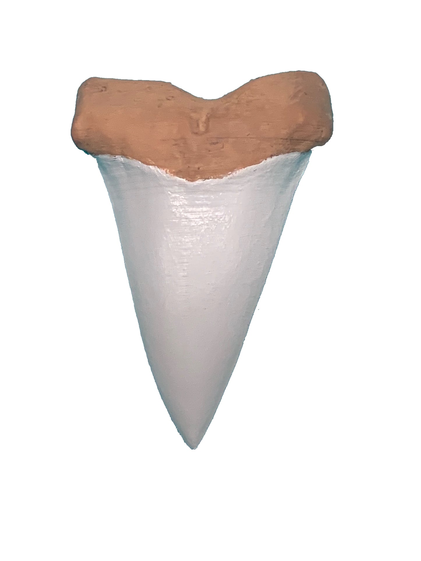 Over 3" Carcharodon hastalis