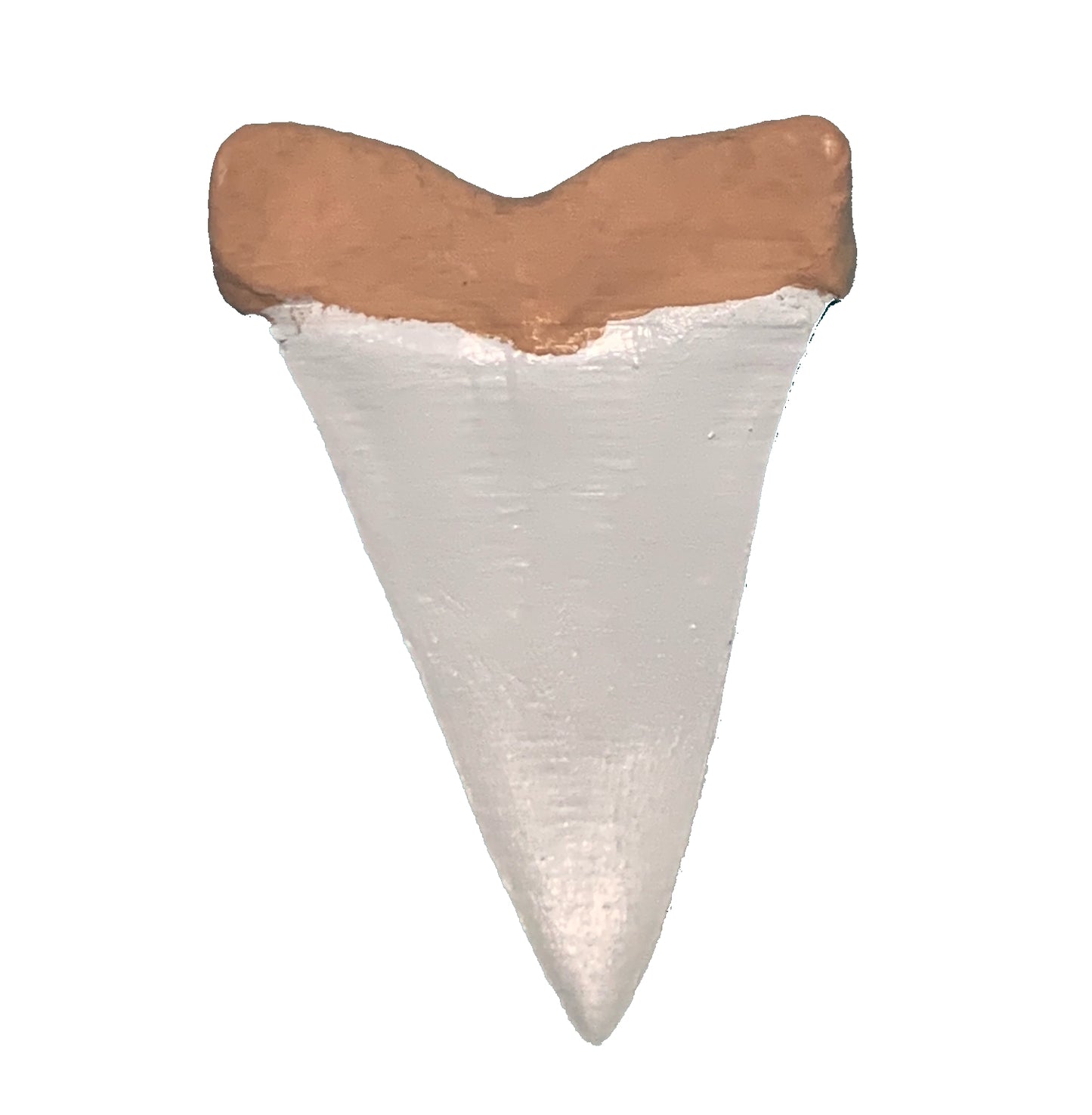 Over 3" Carcharodon hastalis