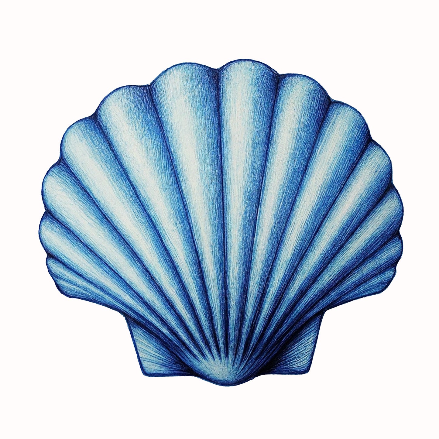 Pectin Shell Fine Art Print Wall Décor, Beach Décor