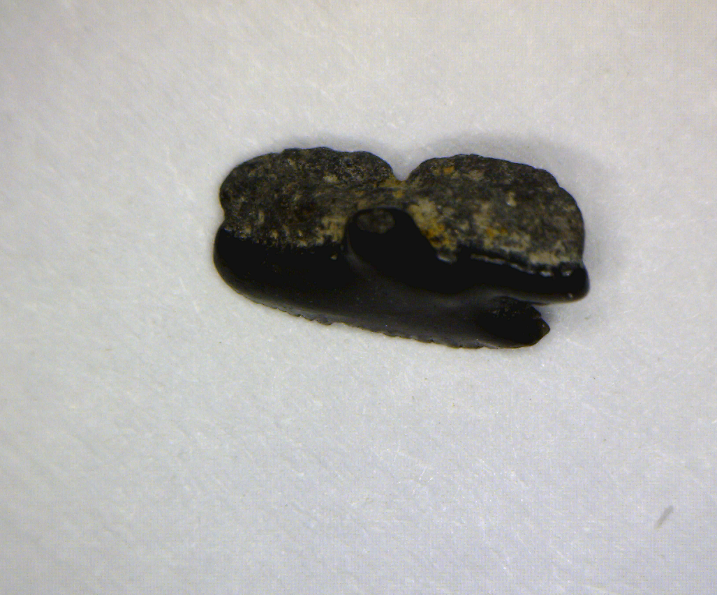 Megasqualus orpiensis