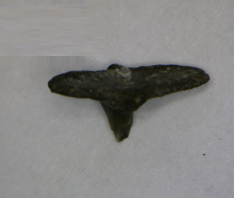 Squatina prima - Muddy Creek