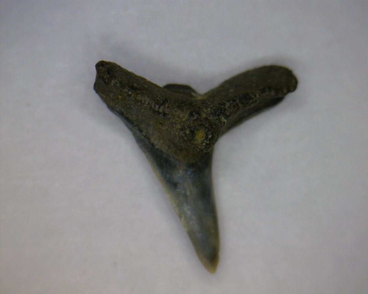 Squatina prima - Muddy Creek