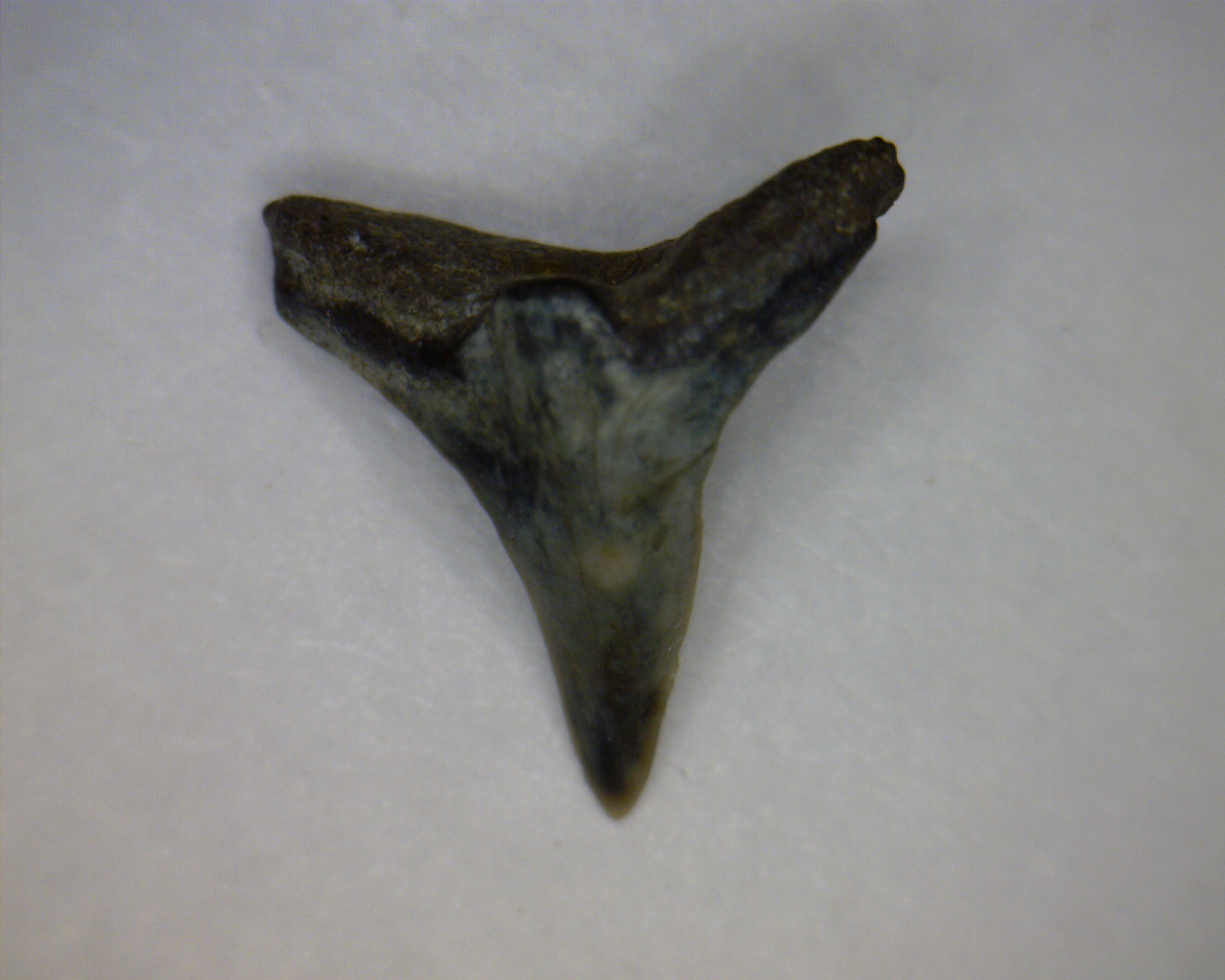 Squatina prima - Muddy Creek