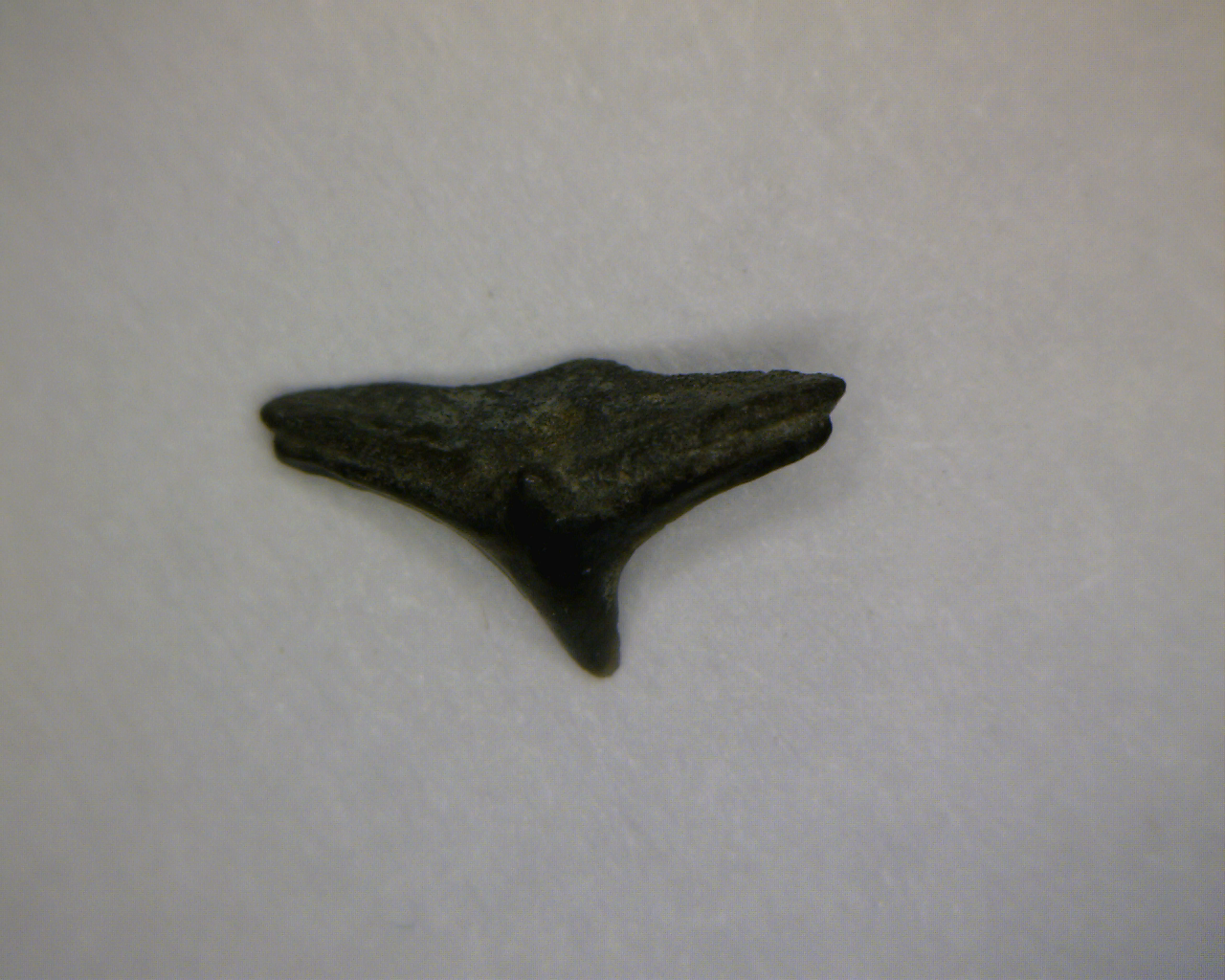 Squatina prima - Muddy Creek