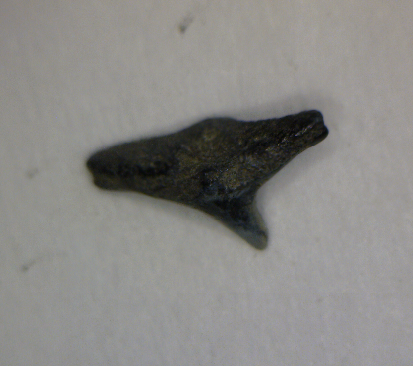 Squatina prima - Muddy Creek (Copy)